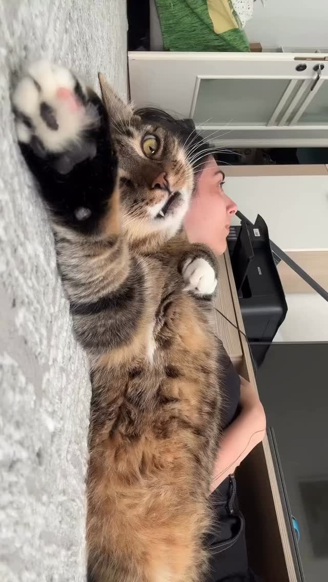 🐈 Il mio gatto terapeutico Midna lo trovate sempre ad accogliervi su una sedia dello studio. In mia difesa: la casa è grande —~> è una sua scelta 😁🐈⬛
EN
‘Emotional support animal realizing is overwoked & unpaid
Remixed from @myintegrativetherapist